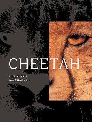 cover image of Cheetah